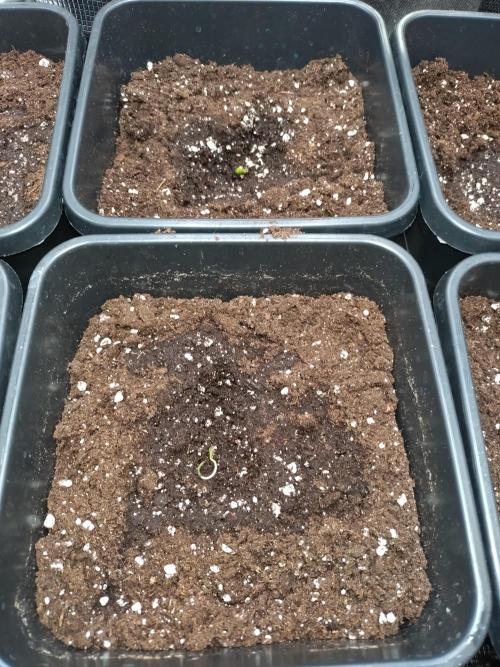 Epsilon F1 Royal Queen Seeds. Week 0