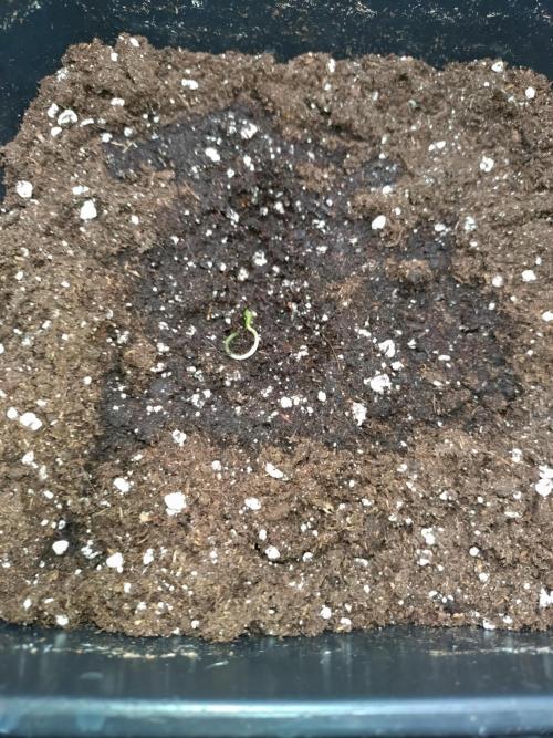 Epsilon F1 Royal Queen Seeds. Week 0
