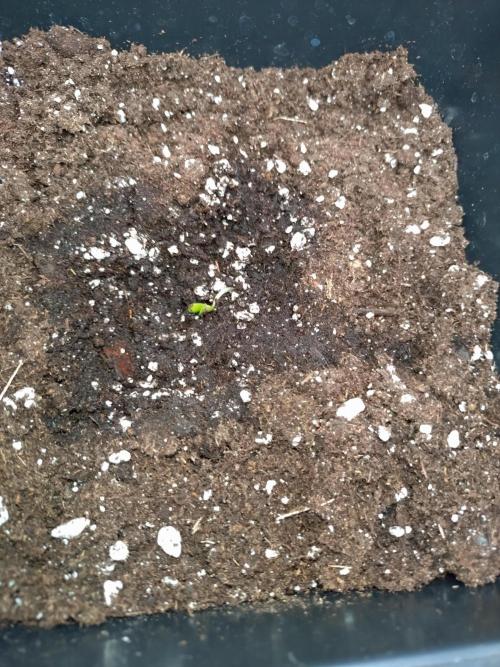 Epsilon F1 Royal Queen Seeds. Week 0