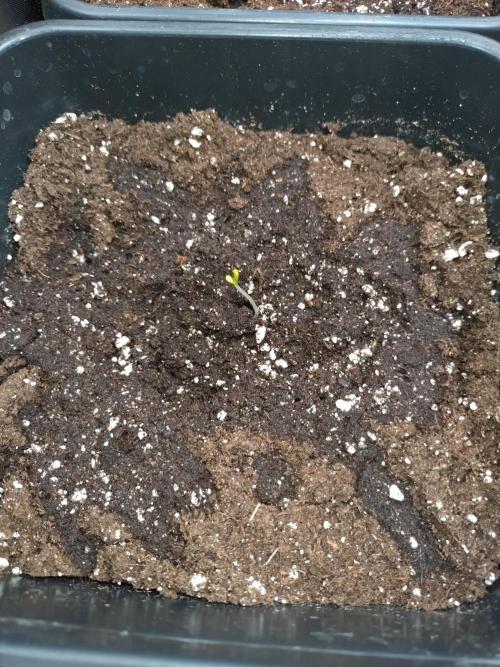 Big Bud Auto Fastbuds. Week 0