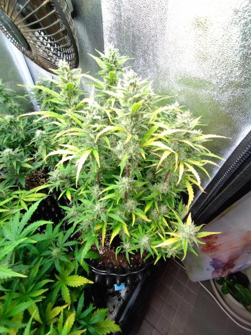 Thin Mint x Sour Pinot Auto Barneys Farm. Week 9