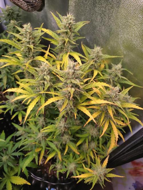 Thin Mint x Sour Pinot Auto Barneys Farm. Week 9