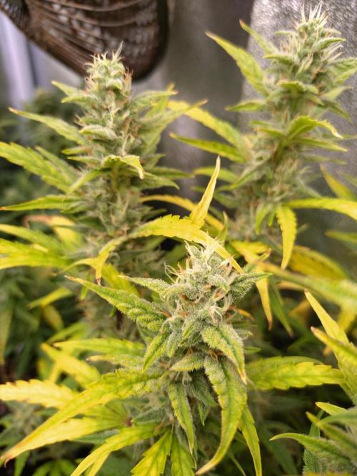 Thin Mint x Sour Pinot Auto Barneys Farm. Week 9