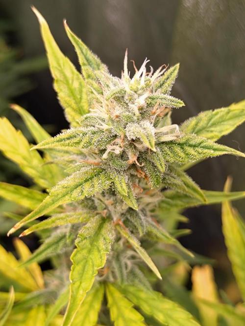 Thin Mint x Sour Pinot Auto Barneys Farm. Week 9