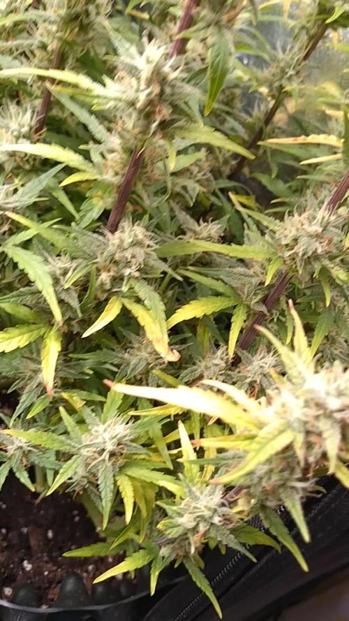 Thin Mint x Sour Pinot Auto Barneys Farm