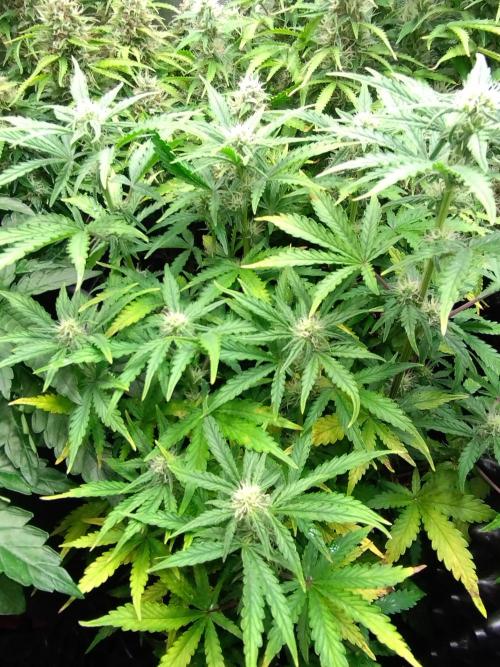 Z-Up Auto Fastbuds. Week 7