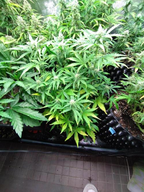 Z-Up Auto Fastbuds. Week 7