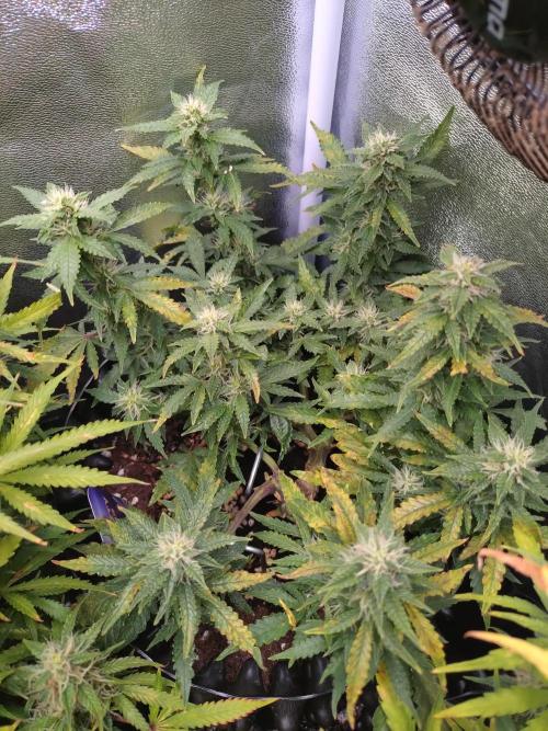 Sticky Broccoli Auto ZMA Eternity Cup'26. Week 10