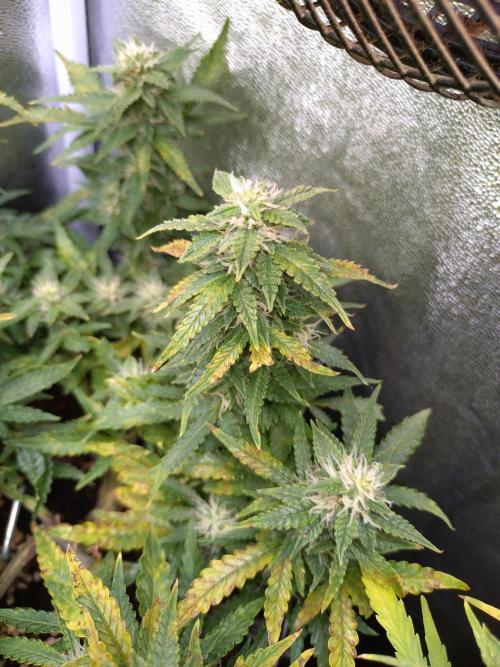 Sticky Broccoli Auto ZMA Eternity Cup'26. Week 10