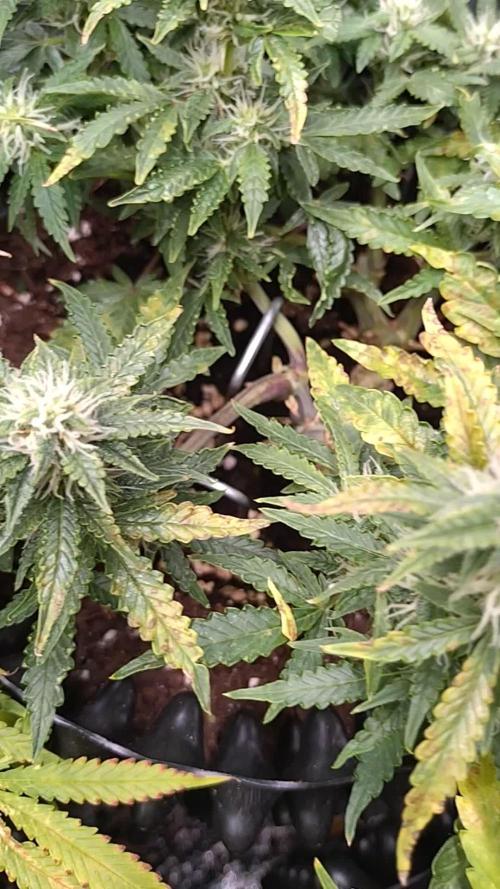 Sticky Broccoli Auto ZMA Eternity Cup'26