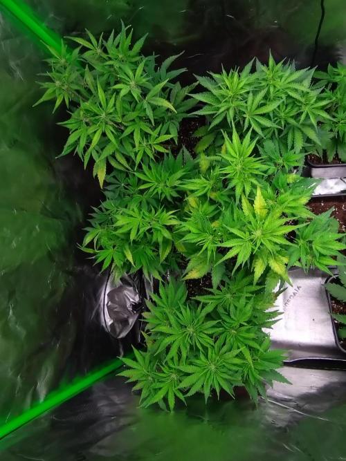 Auto #1 RF3 Mixpack Fastbuds. Week 7