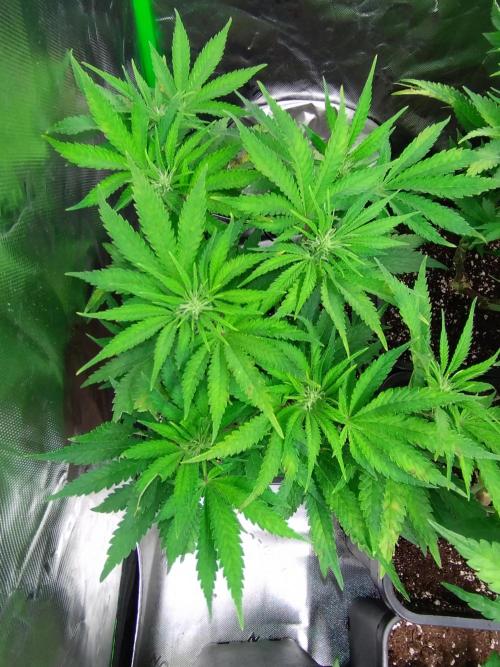 Auto #1 RF3 Mixpack Fastbuds. Week 7