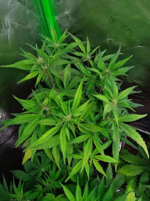 Auto #1 RF3 Mixpack Fastbuds. Week 7