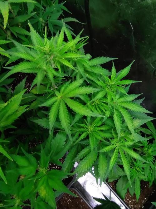 Auto #1 RF3 Mixpack Fastbuds. Week 7