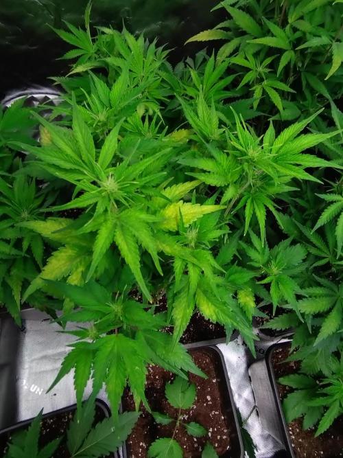 Auto #1 RF3 Mixpack Fastbuds. Week 7