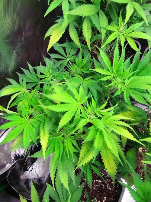 Auto #1 RF3 Mixpack Fastbuds. Week 7