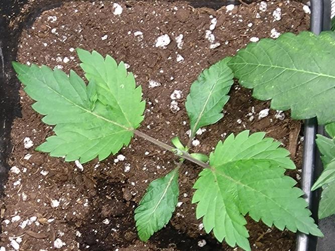 Cosmic Cheddar F1'26 Royal Queen Seeds. Week 2