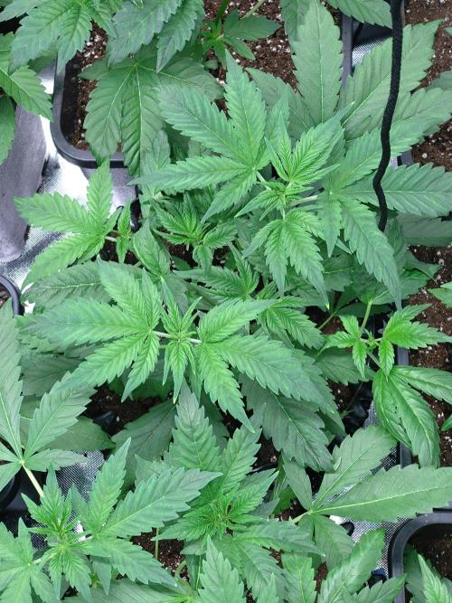 Euphoria Royal Queen Seeds. Week 4