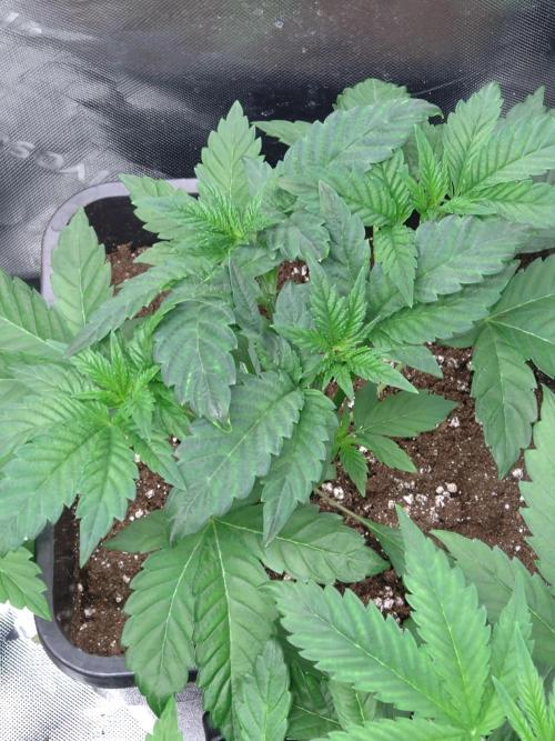 Gelato 44 Tyson 2.0 x RQS. Week 4