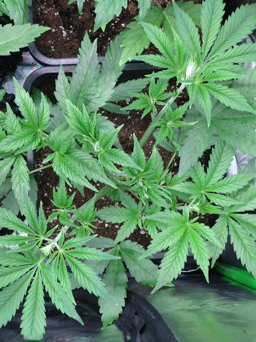 Orange Sherbet FF P#1 Fastbuds. Week 4