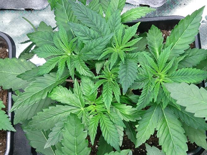 Lemonpaya Pheno #1 Fastbuds. Week 4