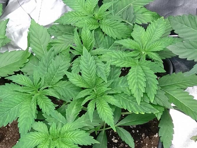 Lemon Cherry Gelato P#1 Barneys Farm. Week 4