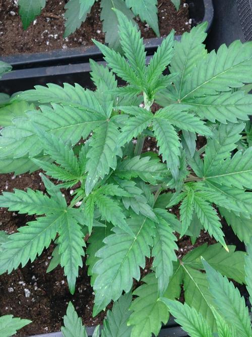Green Gelato P#1 Royal Queen Seeds. Week 4