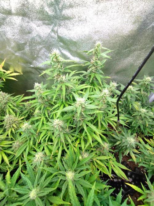 Strawberry Cheesecake Auto Barneys Farm. Week 12