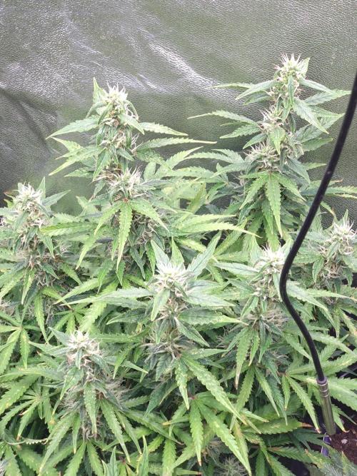 Strawberry Cheesecake Auto Barneys Farm. Week 12