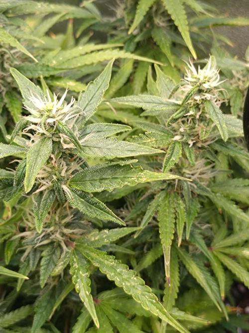 Strawberry Cheesecake Auto Barneys Farm. Week 12