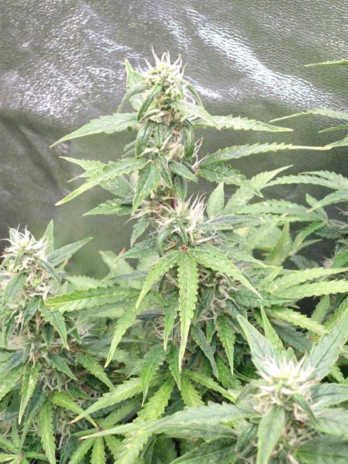 Strawberry Cheesecake Auto Barneys Farm. Week 12
