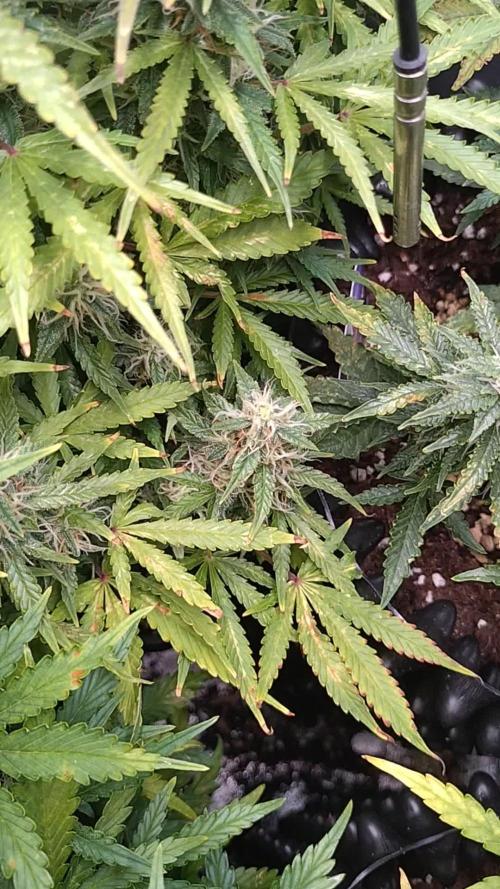 Strawberry Cheesecake Auto. Week 12