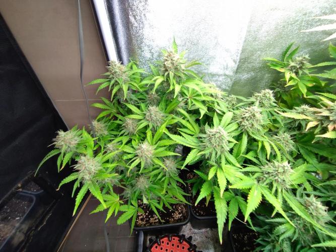 Cinderella Auto Fastbuds. Week 12