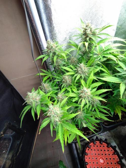 Cinderella Auto Fastbuds. Week 12