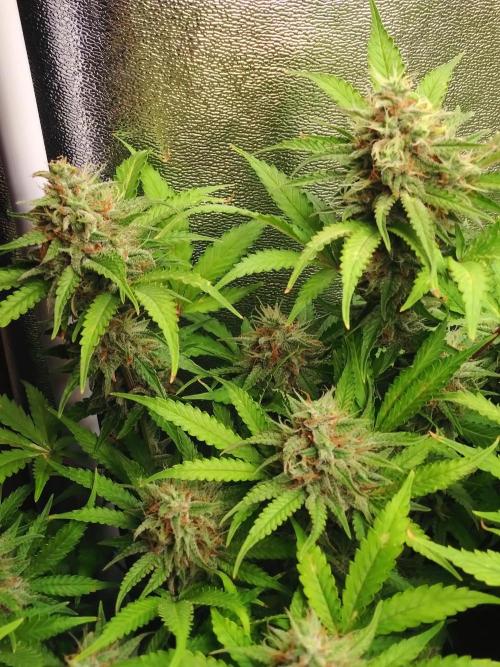 Cinderella Auto Fastbuds. Week 12