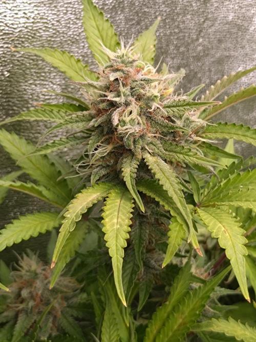 Cinderella Auto Fastbuds. Week 12