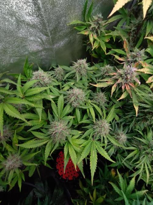 Cinderella Auto Fastbuds. Week 12