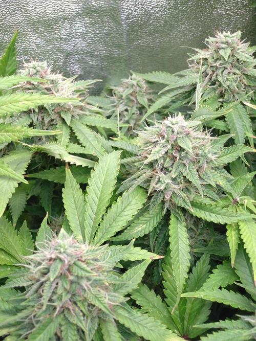 Cinderella Auto Fastbuds. Week 12