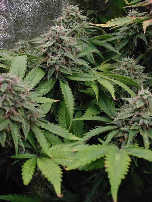 Cinderella Auto Fastbuds. Week 12