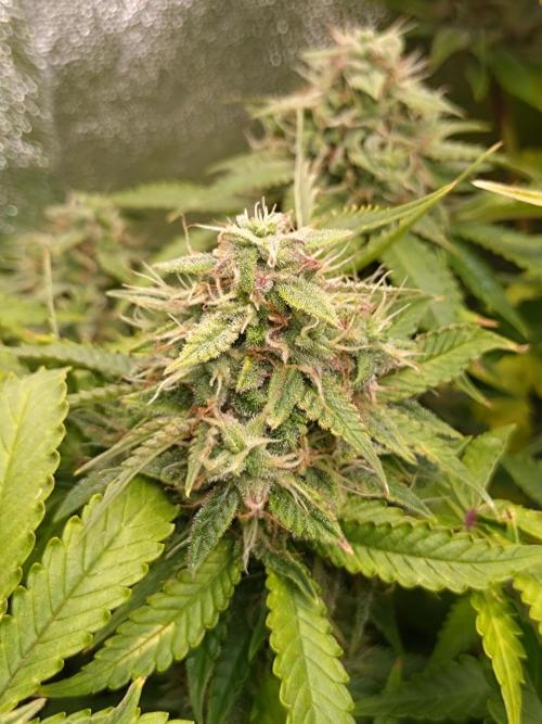Cinderella Auto Fastbuds. Week 12