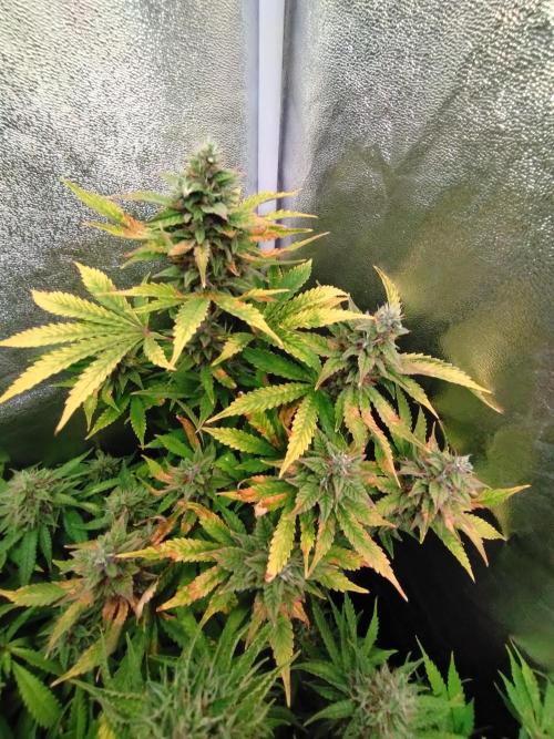 Purple Lemonade Auto RQS. Week 12