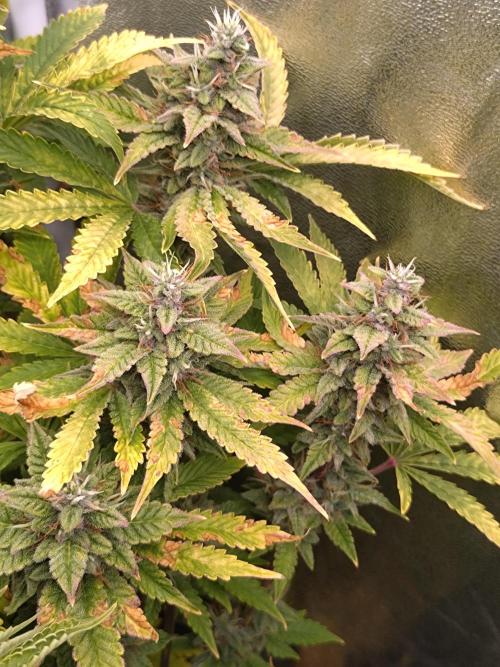 Purple Lemonade Auto RQS. Week 12