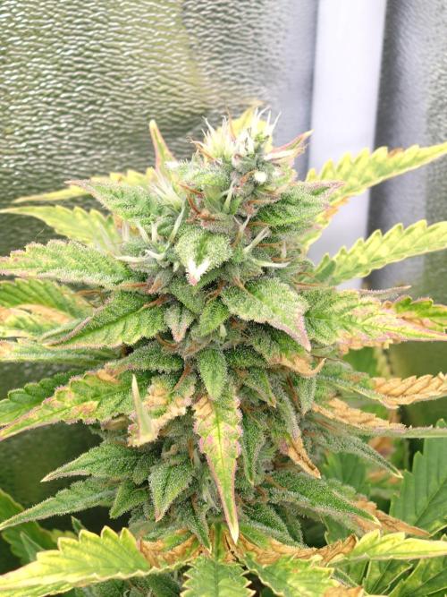 Purple Lemonade Auto RQS. Week 12