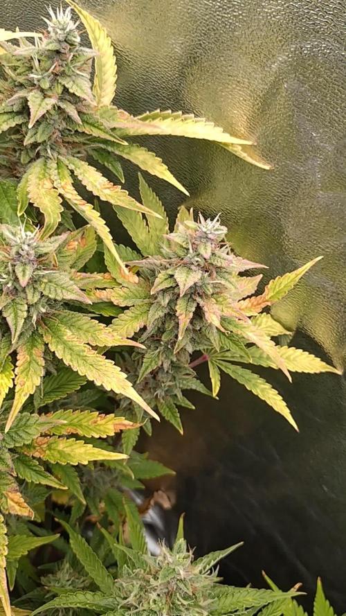 Purple Lemonade Auto RQS