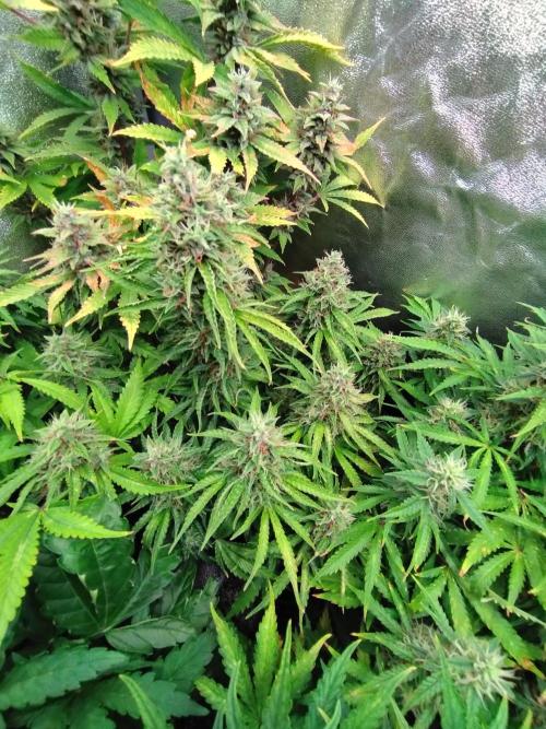 Hulkberry Auto RQS. Week 12