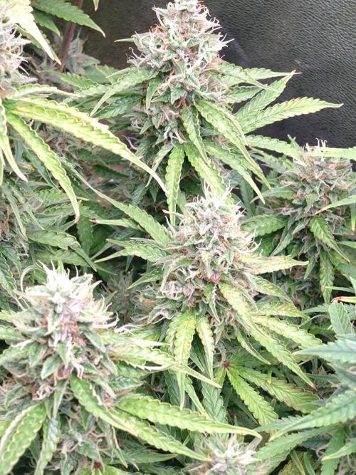 Hulkberry Auto RQS. Week 12