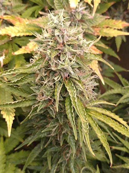 Hulkberry Auto RQS. Week 12