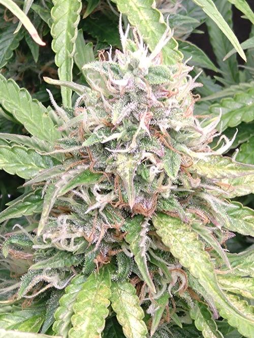 Hulkberry Auto RQS. Week 12