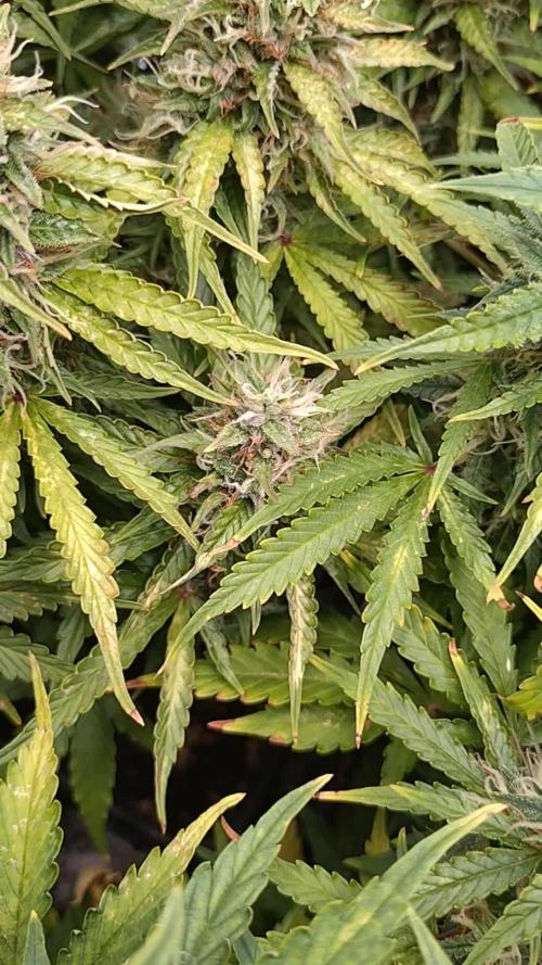 Hulkberry Auto RQS