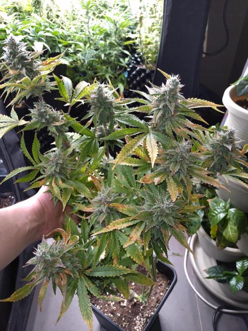 Purple Lemonade Auto RQS. Week 12